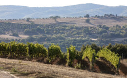 Vast vineyard landscape with rows of grapevines in the foreground, rolling hills and olive trees in the background, showcasing the beauty of rural agriculture and wine production.