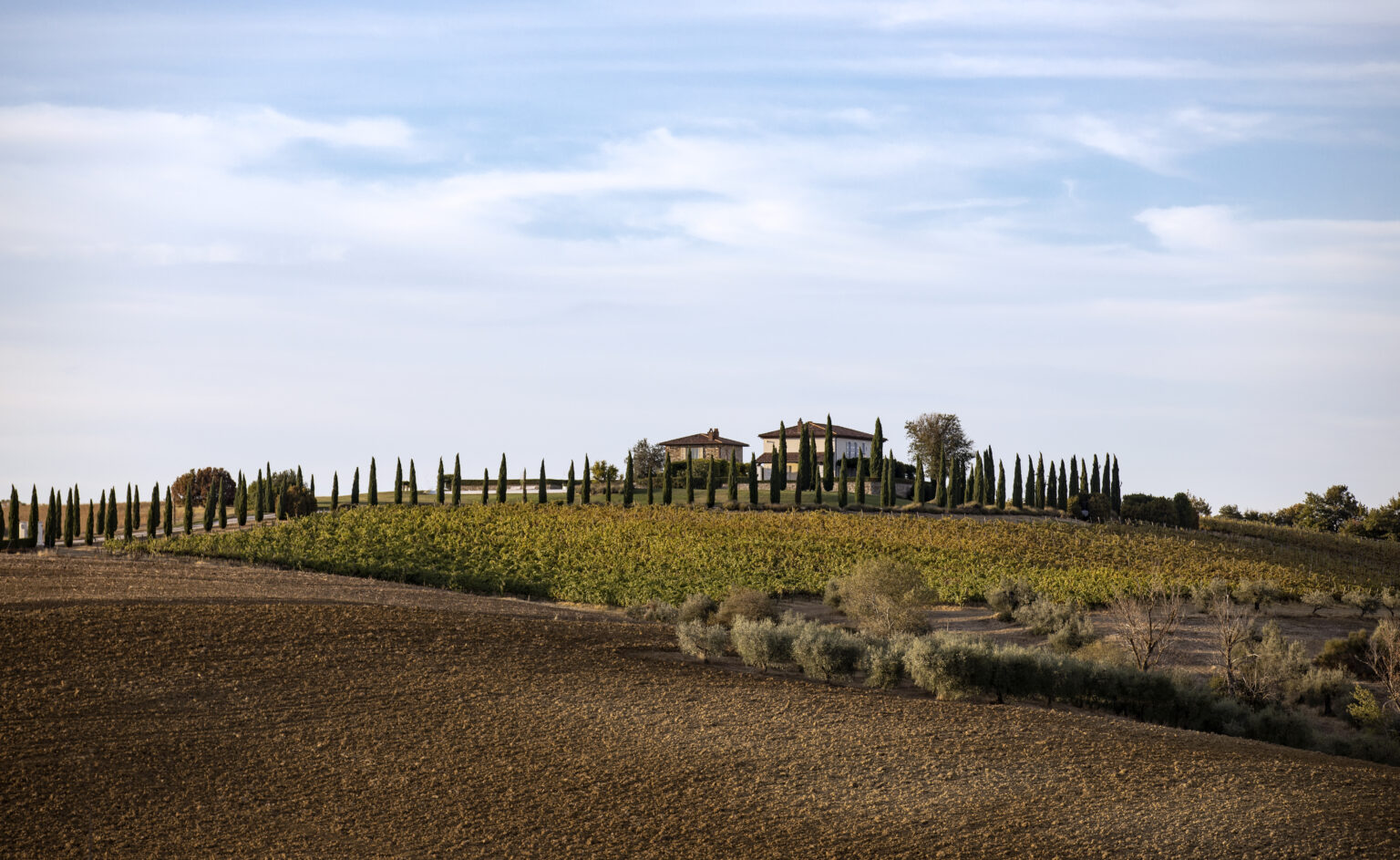Rolling hills of a vineyard landscape featuring a charming farmhouse surrounded by tall cypress trees under a clear blue sky, showcasing the rustic beauty of the countryside. | Only on SopranoVillas