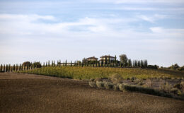 Rolling hills of a vineyard landscape featuring a charming farmhouse surrounded by tall cypress trees under a clear blue sky, showcasing the rustic beauty of the countryside.