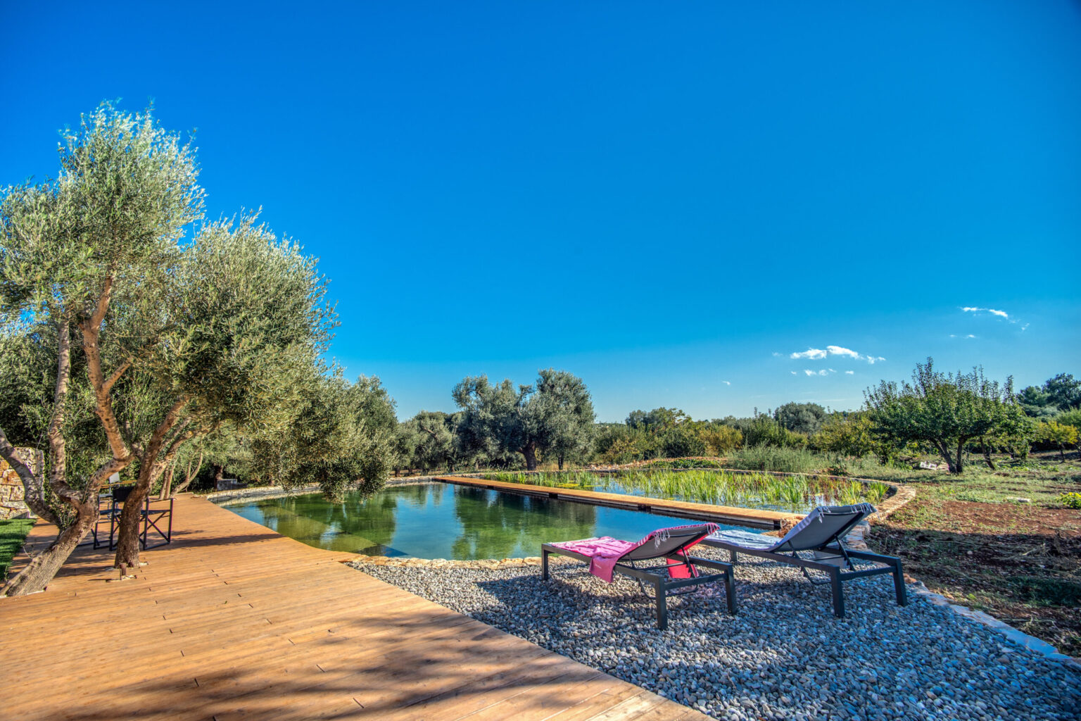 Scenic outdoor space featuring a tranquil swimming pool surrounded by olive trees and lush greenery, with two lounge chairs on a wooden deck under a clear blue sky. | Only on SopranoVillas