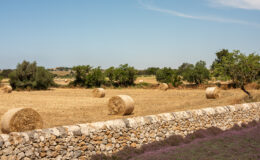 Rural landscape featuring rolled hay bales on a sunlit field, bordered by a stone wall and lush greenery under a clear blue sky.
