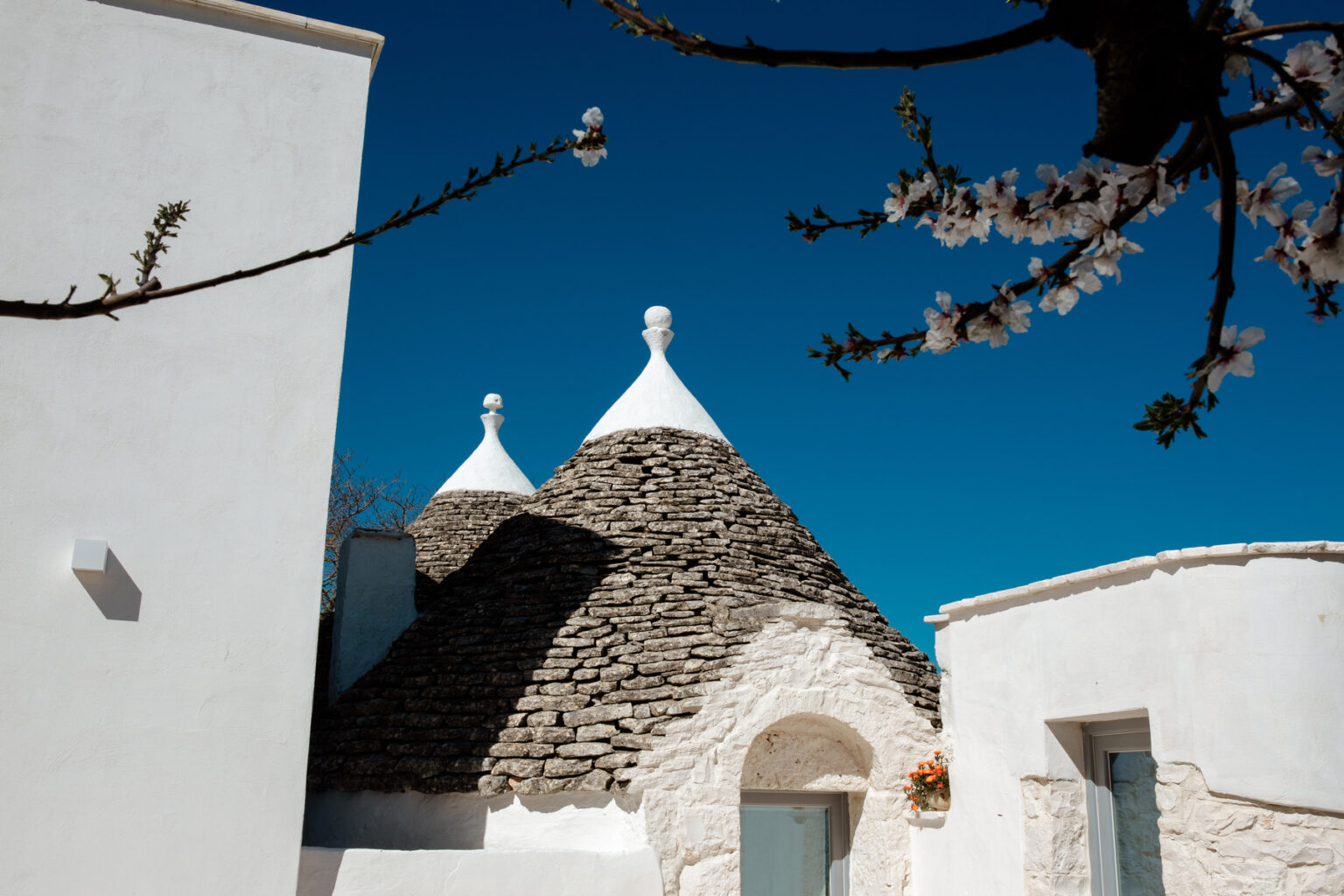 Trulli houses with conical roofs in Alberobello, Italy, surrounded by whitewashed walls and blooming branches under a clear blue sky. | Only on SopranoVillas