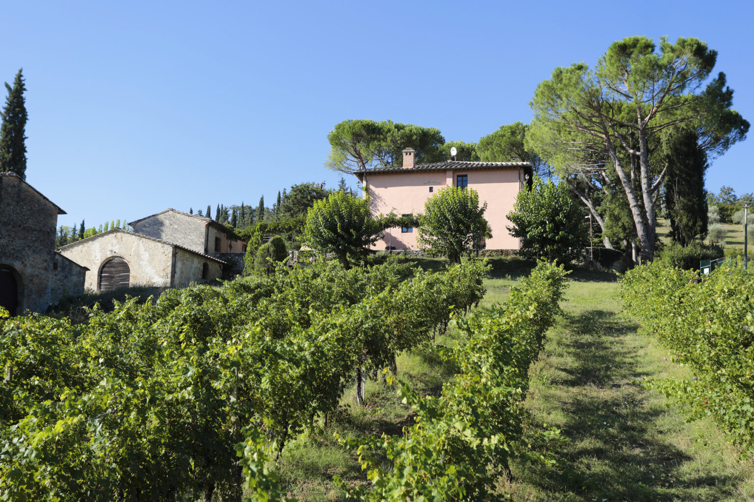 Vineyard landscape in Tuscany with lush green grapevines, a charming pink farmhouse, and tall trees under a clear blue sky. | Only on SopranoVillas