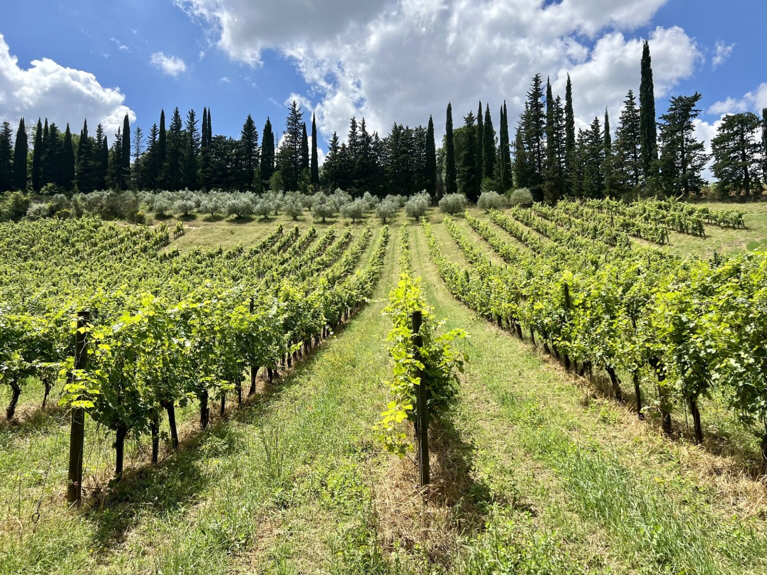 Lush vineyard rows stretching across a hillside, surrounded by tall cypress trees under a blue sky with fluffy clouds. The vibrant green grapevines are well-maintained, showcasing a picturesque landscape ideal for wine production. | Only on SopranoVillas