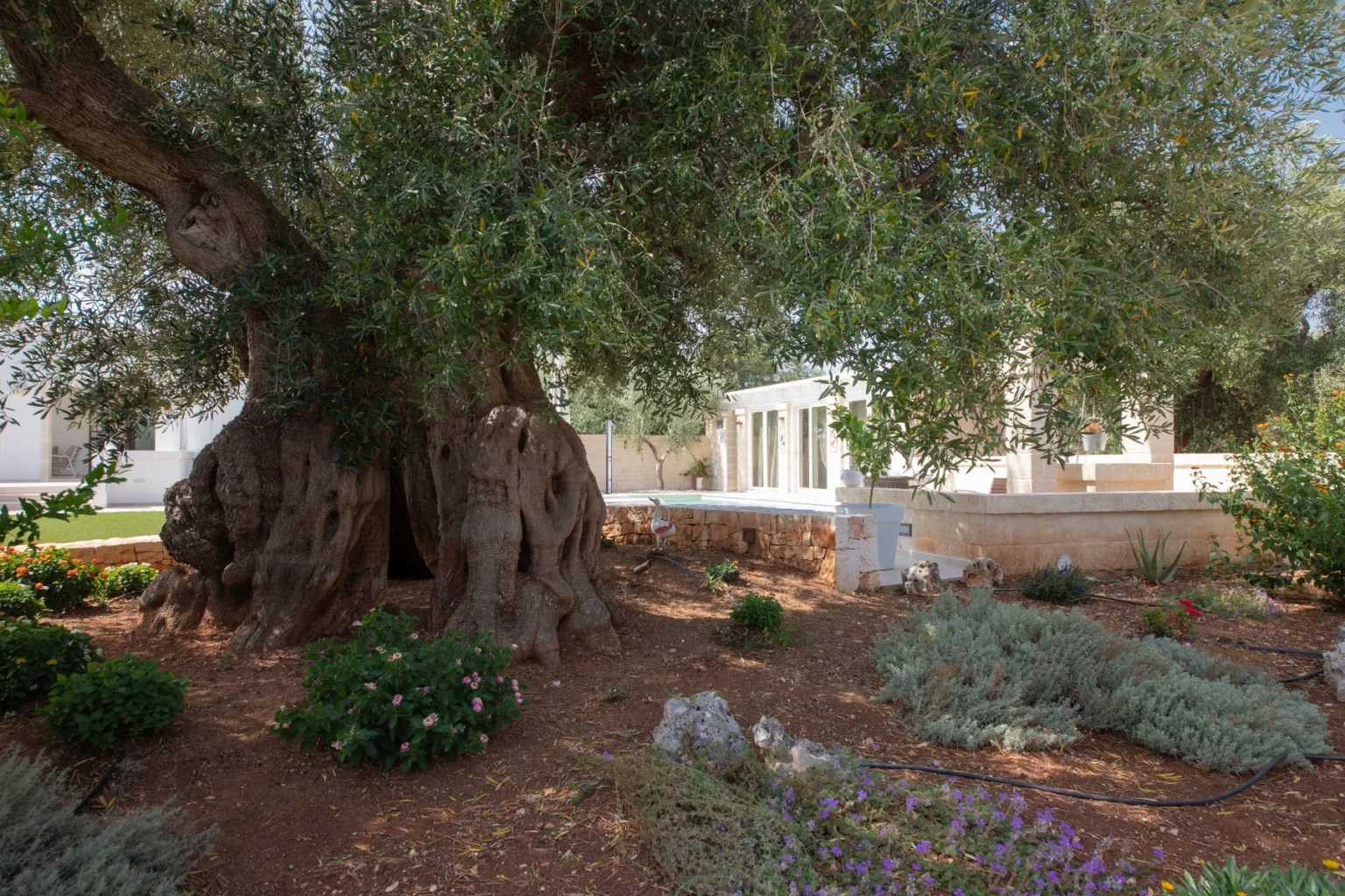 Ancient olive tree in a lush garden setting, surrounded by colorful flowers and greenery, with a modern white building in the background. | Only on SopranoVillas