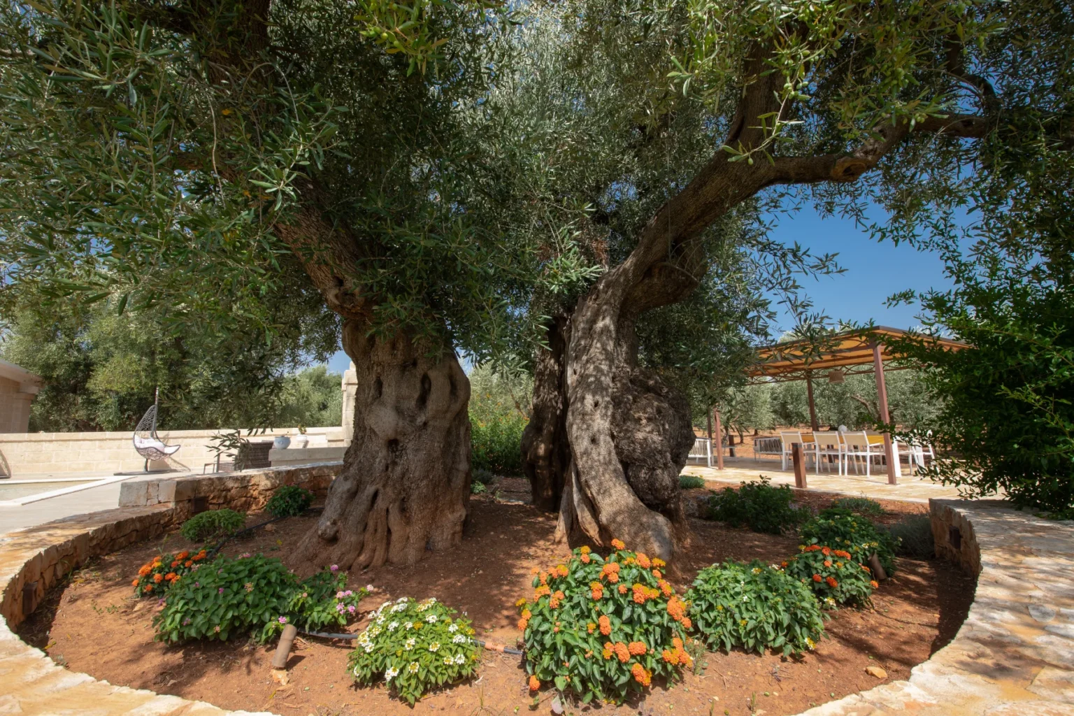 Ancient olive trees with thick trunks surrounded by colorful flowers in a serene garden setting, featuring a shaded seating area in the background. | Only on SopranoVillas