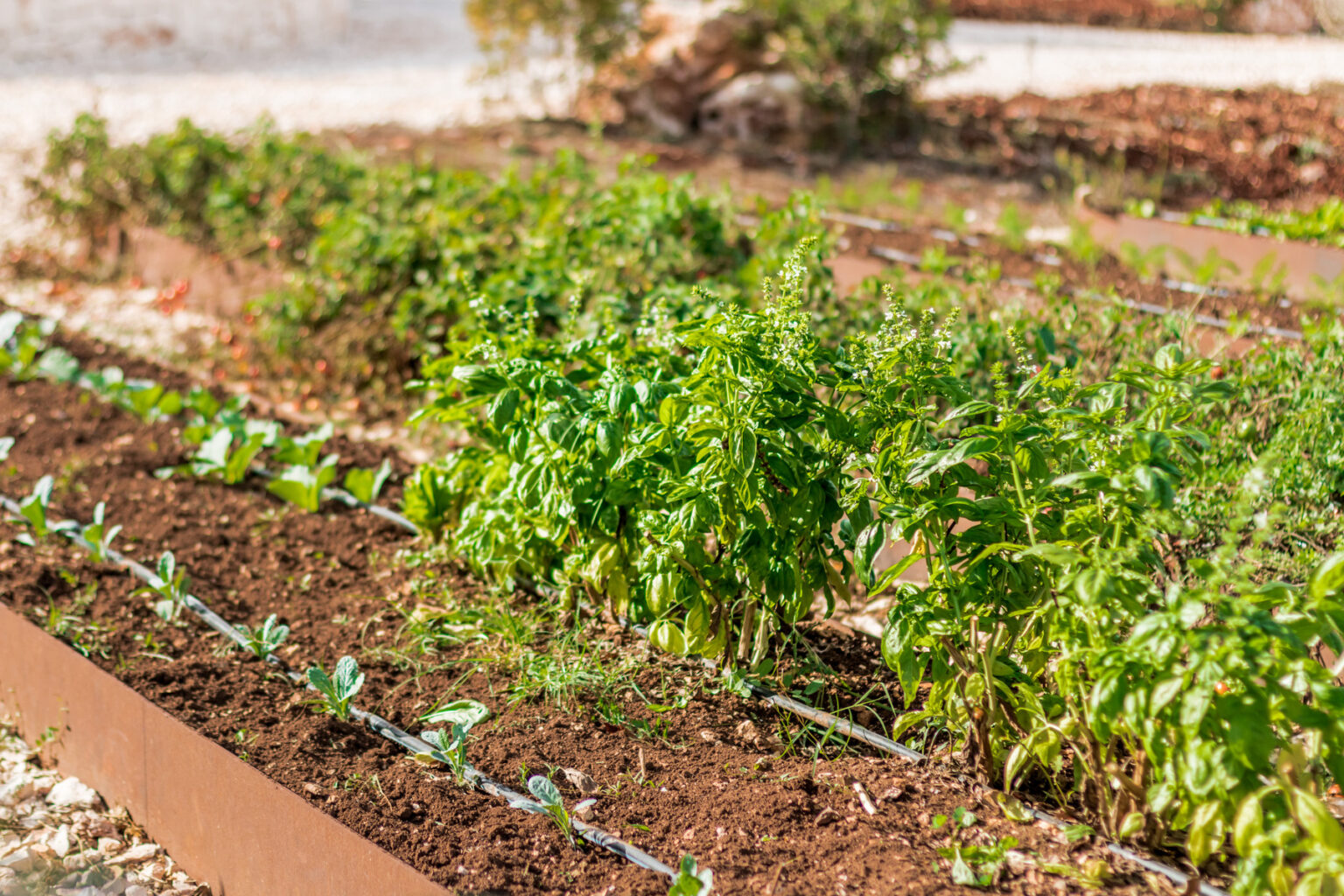 Lush green basil plants thriving in a well-maintained garden bed, surrounded by various leafy vegetables and herbs, showcasing healthy soil and irrigation systems. | Only on SopranoVillas