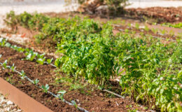 Lush green basil plants thriving in a well-maintained garden bed, surrounded by various leafy vegetables and herbs, showcasing healthy soil and irrigation systems.