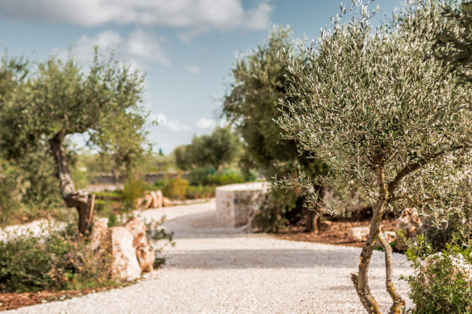 Scenic pathway surrounded by olive trees and lush greenery under a blue sky, ideal for nature walks and outdoor relaxation. | Only on SopranoVillas