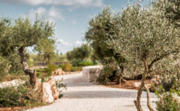 Scenic pathway surrounded by olive trees and lush greenery under a blue sky, ideal for nature walks and outdoor relaxation.