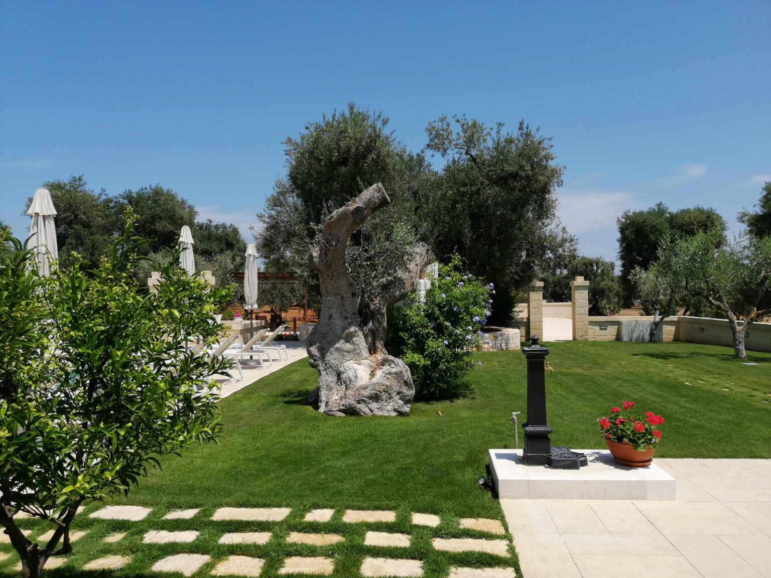 Lush garden featuring a large olive tree, neatly trimmed grass, stone pathways, and sun loungers under white umbrellas, with a decorative flower pot and a stone wall in the background against a clear blue sky. | Only on SopranoVillas
