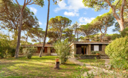 Charming rustic houses surrounded by lush greenery and tall pine trees under a blue sky, ideal for a peaceful getaway.