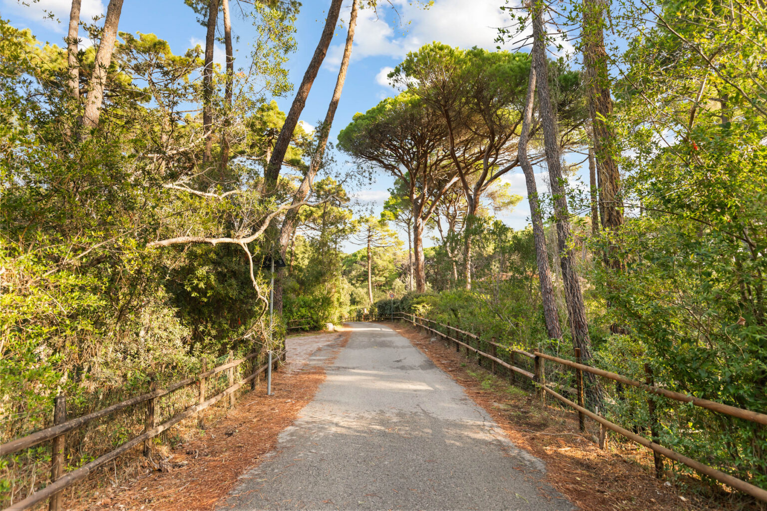 Scenic forest pathway surrounded by tall trees and lush greenery under a clear blue sky, ideal for nature walks and outdoor activities. | Only on SopranoVillas