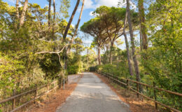 Scenic forest pathway surrounded by tall trees and lush greenery under a clear blue sky, ideal for nature walks and outdoor activities.