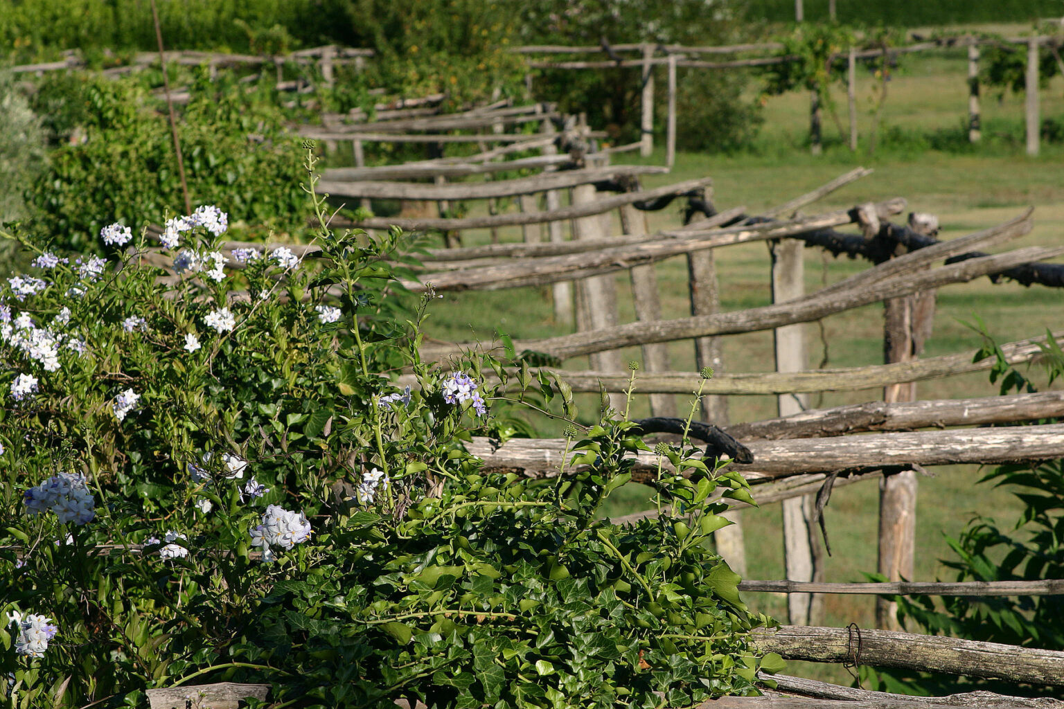 Wooden fence lines meander through a lush green landscape, with flowering plants in the foreground, showcasing a tranquil rural setting. | Only on SopranoVillas