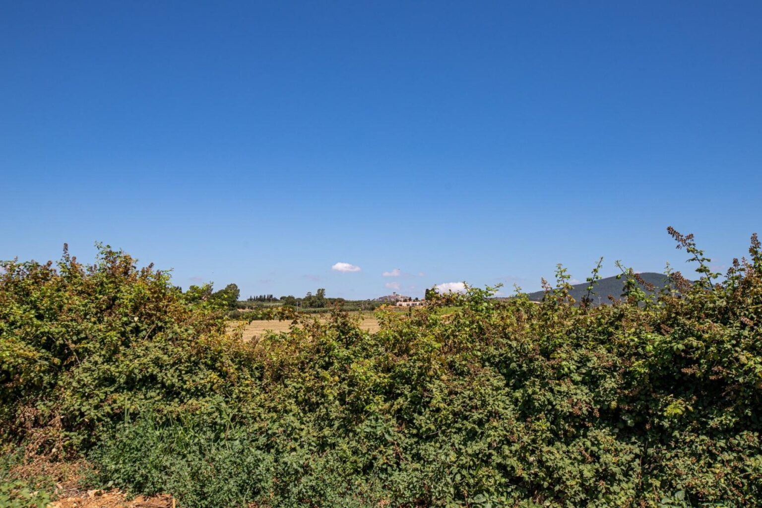 Lush green hedges in the foreground with a clear blue sky and distant fields under sunlight, showcasing a serene rural landscape. | Only on SopranoVillas