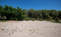 A sunny landscape featuring a gravel area with sparse vegetation in the foreground, bordered by lush green trees in the background under a clear blue sky.