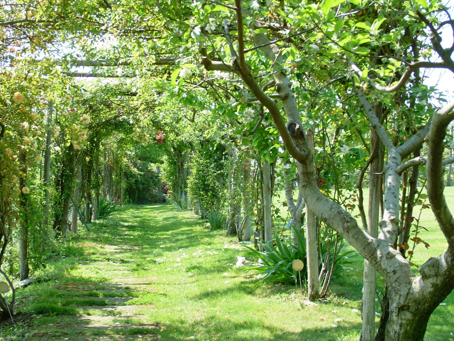 Lush garden pathway lined with flowering trees and greenery, creating a serene and inviting atmosphere for outdoor strolls. | Only on SopranoVillas
