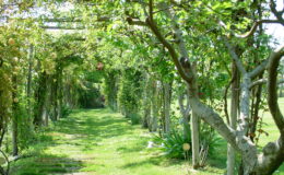 Lush garden pathway lined with flowering trees and greenery, creating a serene and inviting atmosphere for outdoor strolls.