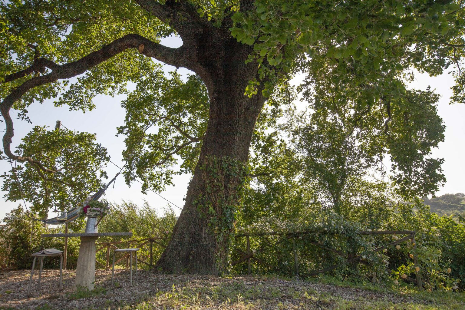 Large, lush green tree with a thick trunk surrounded by foliage, set in a serene outdoor environment with a bench nearby. Ideal for nature lovers and outdoor enthusiasts. | Only on SopranoVillas
