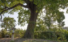 Large, lush green tree with a thick trunk surrounded by foliage, set in a serene outdoor environment with a bench nearby. Ideal for nature lovers and outdoor enthusiasts.