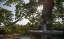 A tranquil outdoor setting featuring a hammock hanging between trees, a small table with a glass of wine and a vase of flowers, bathed in warm sunlight.