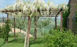 Wisteria-covered pergola in a lush garden with rolling hills in the background, showcasing vibrant greenery and a serene outdoor setting.