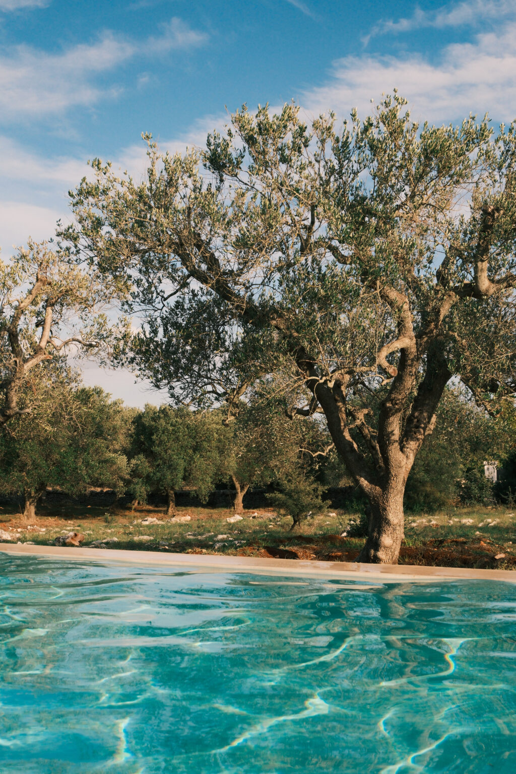A lush olive grove featuring a large, mature olive tree with sprawling branches, surrounded by smaller olive trees and a serene natural landscape. | Only on SopranoVillas
