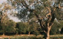  | Only on SopranoVillas