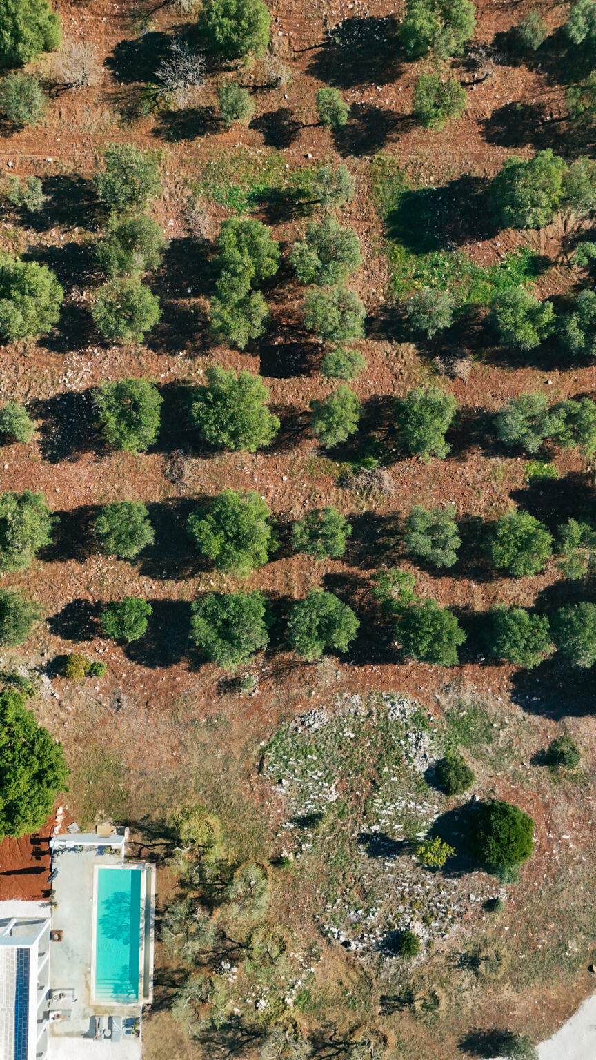 Aerial view of a lush olive grove with evenly spaced trees, surrounded by earthy soil and scattered foliage, showcasing sustainable agriculture practices. | Only on SopranoVillas