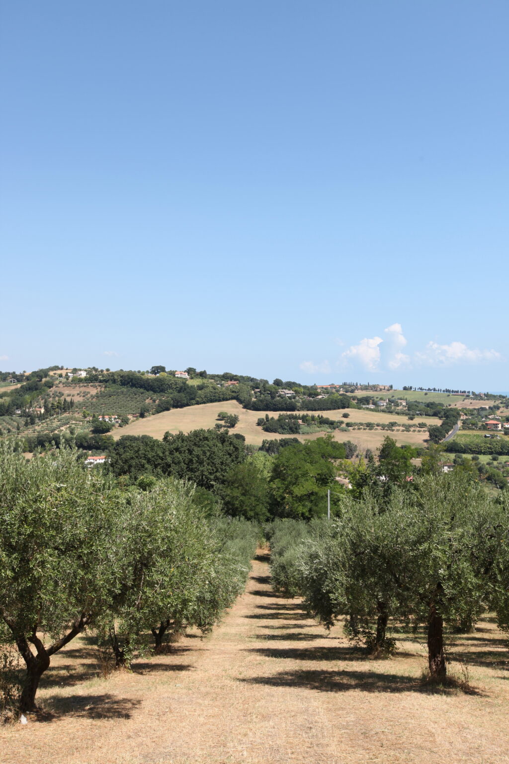 Panoramic view of rolling hills and lush green fields under a clear blue sky, showcasing the natural beauty of the countryside. Olive trees dot the landscape, highlighting agricultural practices in the region. | Only on SopranoVillas