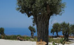 Olive tree with a wooden sign labeled 