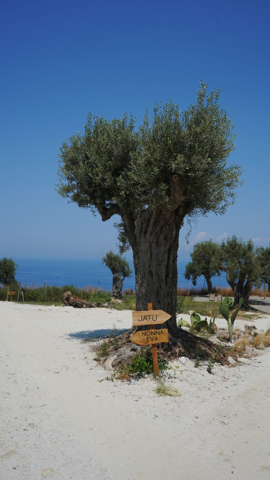 Olive tree with a wooden sign labeled "Jatu" in a coastal landscape, featuring a clear blue sea and other olive trees in the background. | Only on SopranoVillas