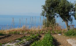 Lush basil plants growing in a scenic garden overlooking the ocean, with wooden stakes for plant support and a clear blue sky in the background.