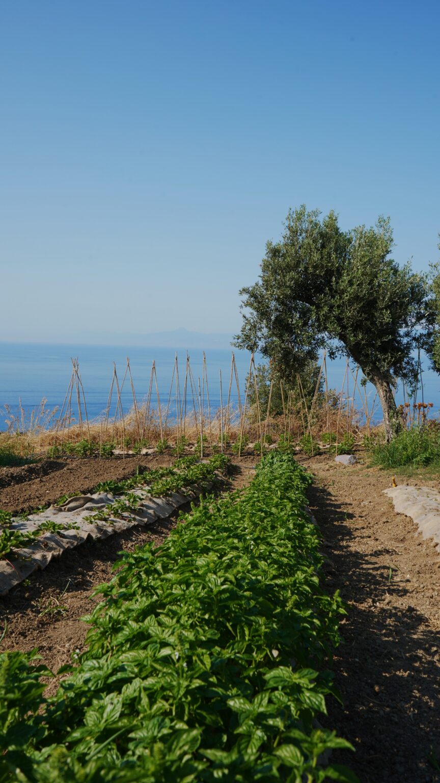Lush basil plants growing in a scenic garden overlooking the ocean, with wooden stakes for plant support and a clear blue sky in the background. | Only on SopranoVillas
