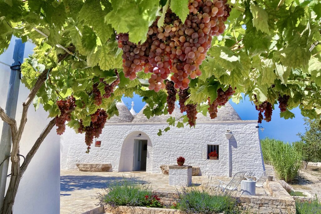 Grapes hanging from a vine in front of a traditional whitewashed trullo house in a sunny landscape, showcasing the beauty of rural Italy and its vineyards. | Only on SopranoVillas