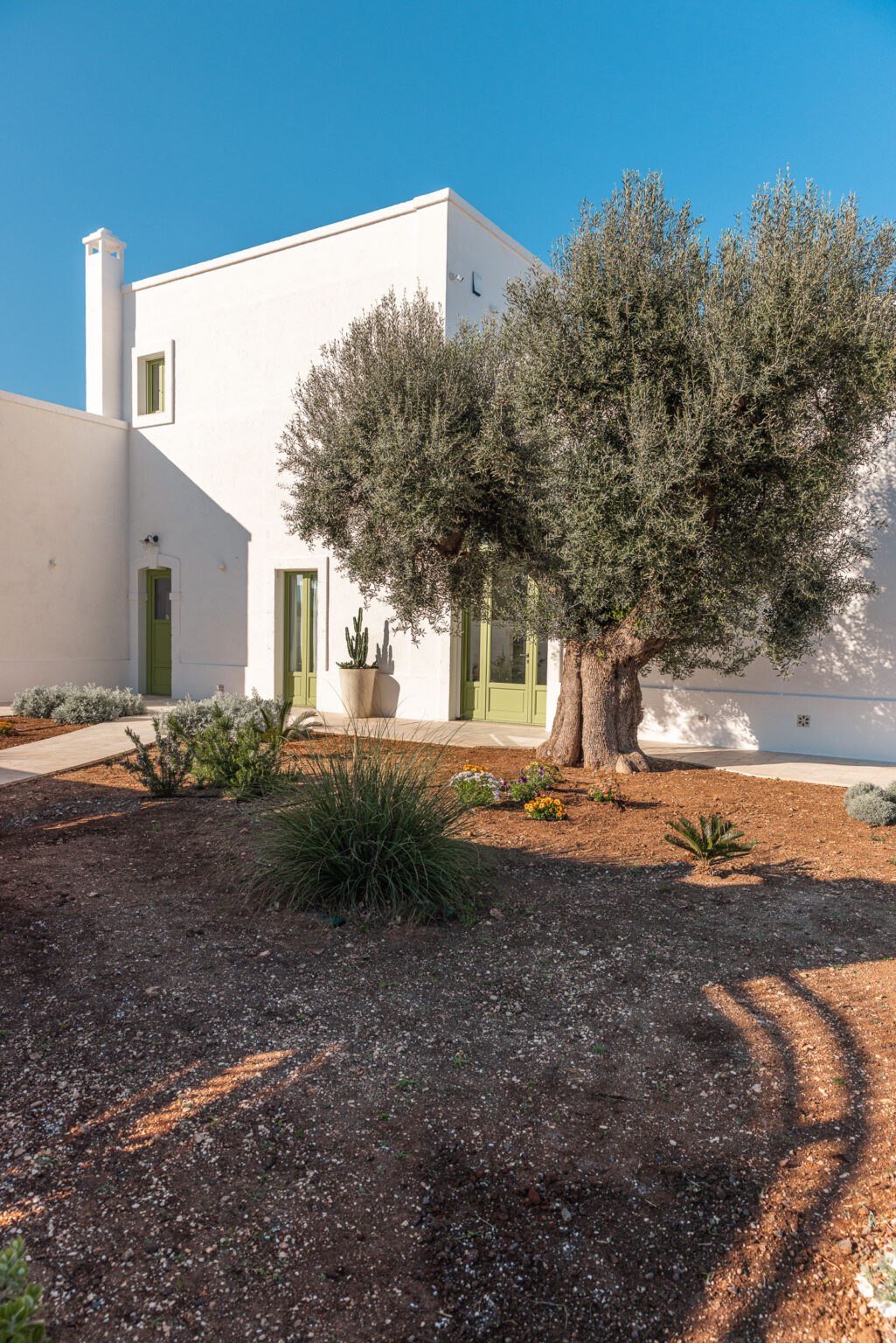Modern white building with green doors surrounded by a landscaped garden featuring an olive tree, cacti, and colorful flowers under a clear blue sky. | Only on SopranoVillas