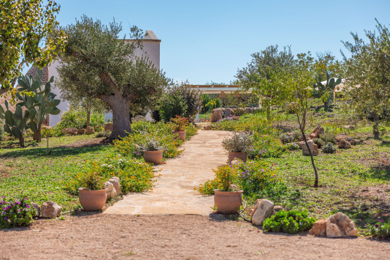 Pathway through a vibrant garden featuring potted plants, olive trees, and cacti under a clear blue sky, showcasing a serene outdoor landscape ideal for relaxation and nature appreciation. | Only on SopranoVillas