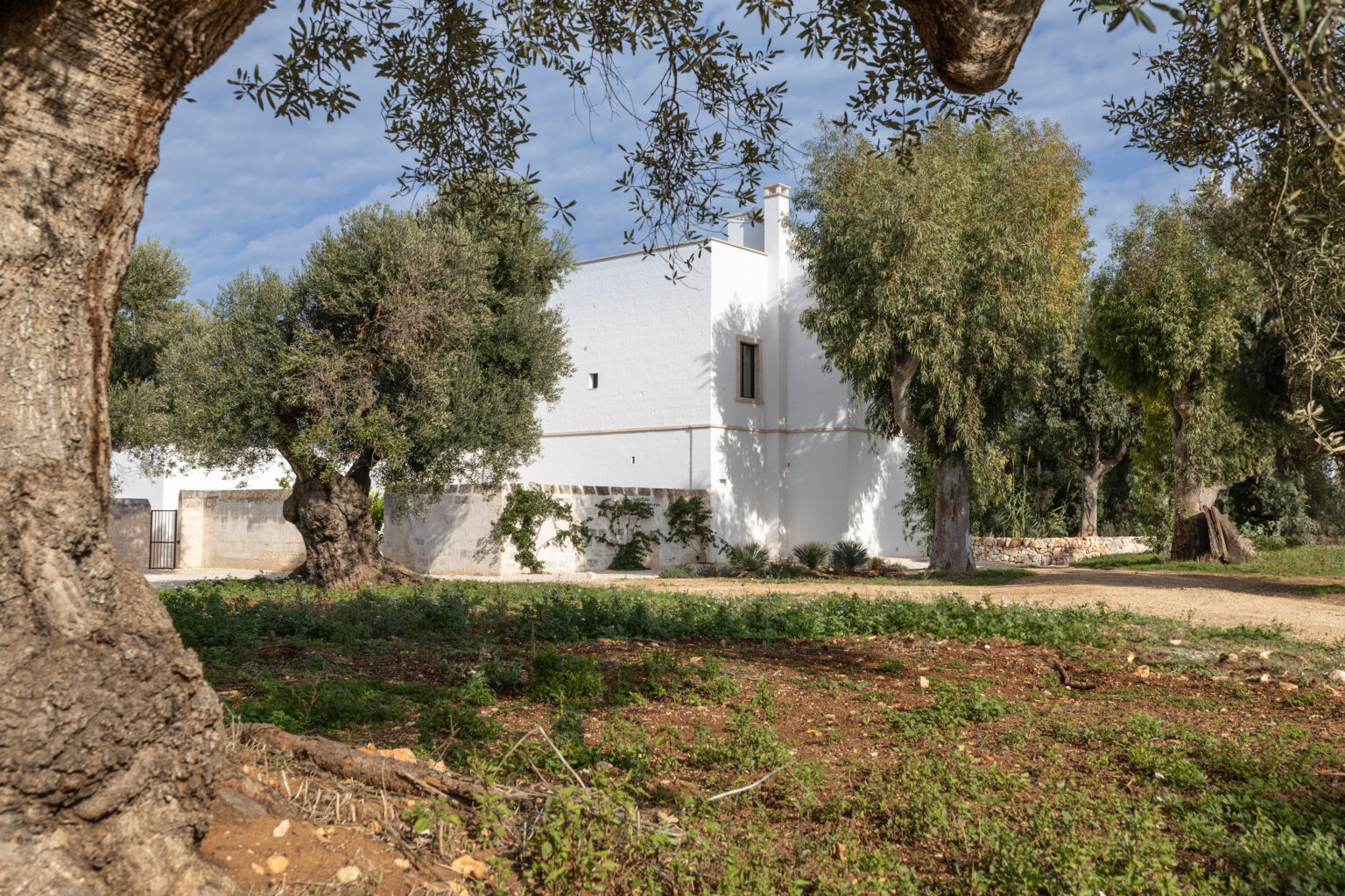 A picturesque view of a whitewashed villa surrounded by lush greenery and ancient olive trees, set against a clear blue sky, showcasing the tranquility of a rural landscape. | Only on SopranoVillas