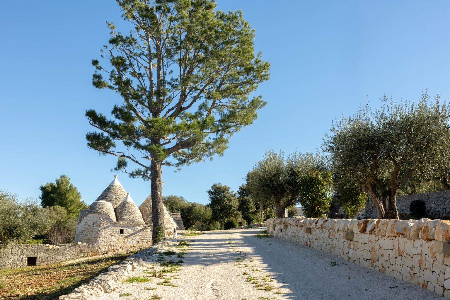 Scenic view of a rural pathway lined with olive trees and traditional trullo houses in a sunlit landscape, showcasing the charm of the Italian countryside. | Only on SopranoVillas