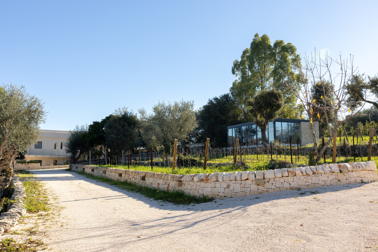Modern glass house surrounded by olive trees and landscaped gardens along a gravel pathway under a clear blue sky. | Only on SopranoVillas