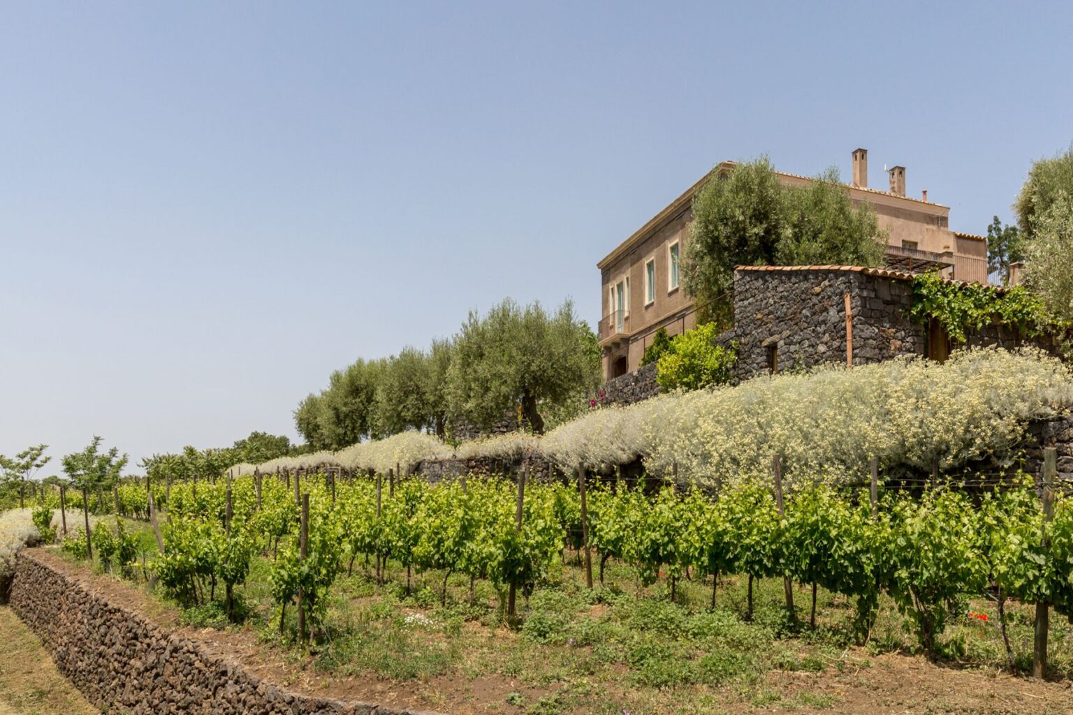 Vineyard landscape with lush green grapevines, a stone wall, and a rustic building adorned with olive trees and flowering plants under a clear blue sky. | Only on SopranoVillas