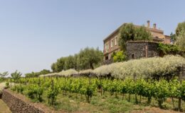 Vineyard landscape with lush green grapevines, a stone wall, and a rustic building adorned with olive trees and flowering plants under a clear blue sky.