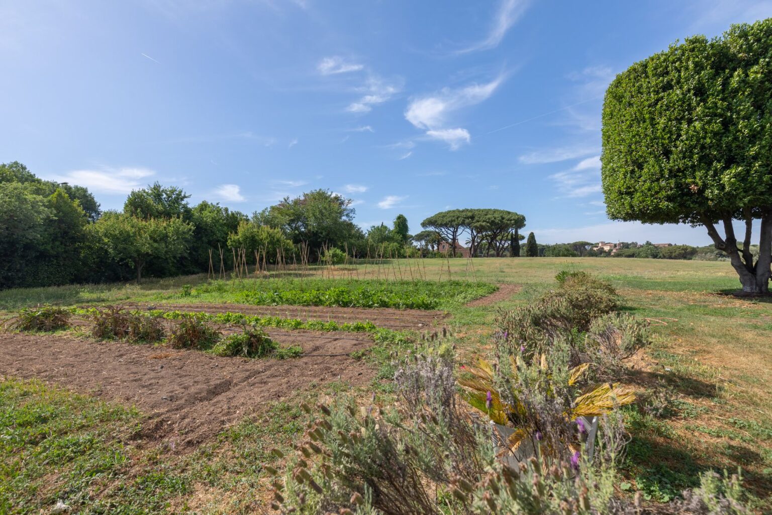 Lush green garden landscape featuring rows of vegetables, surrounded by trees and a clear blue sky, ideal for organic farming and outdoor activities. | Only on SopranoVillas