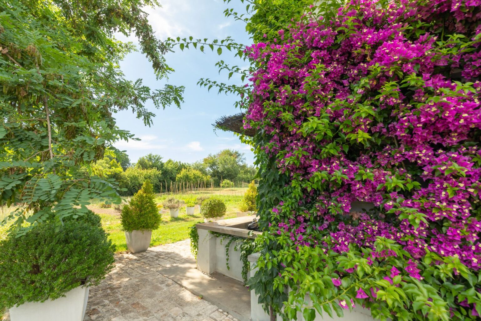 Vibrant bougainvillea flowers in shades of pink cascade over a garden wall, framed by lush greenery and potted plants, leading to a scenic view of a well-maintained garden with trees and neatly arranged planters under a clear blue sky. | Only on SopranoVillas
