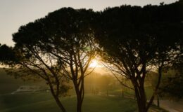 Sunrise illuminating a serene landscape through the branches of tall trees, casting warm golden light over a lush green field with a winding path and distant cypress trees.
