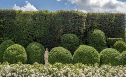 Lush garden featuring manicured spherical hedges and a statue surrounded by blooming white roses under a clear blue sky with fluffy clouds.