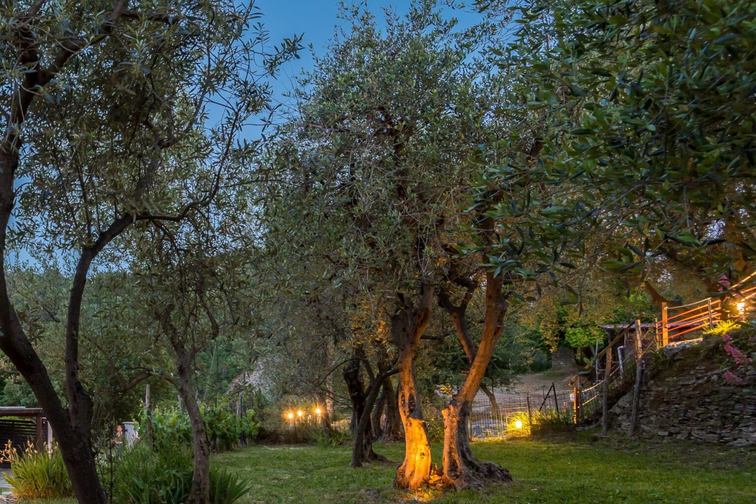 Serene olive grove at dusk, featuring gnarled olive trees illuminated by soft garden lights, surrounded by lush greenery and a rustic pathway. | Only on SopranoVillas
