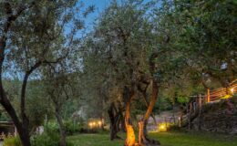 Serene olive grove at dusk, featuring gnarled olive trees illuminated by soft garden lights, surrounded by lush greenery and a rustic pathway.