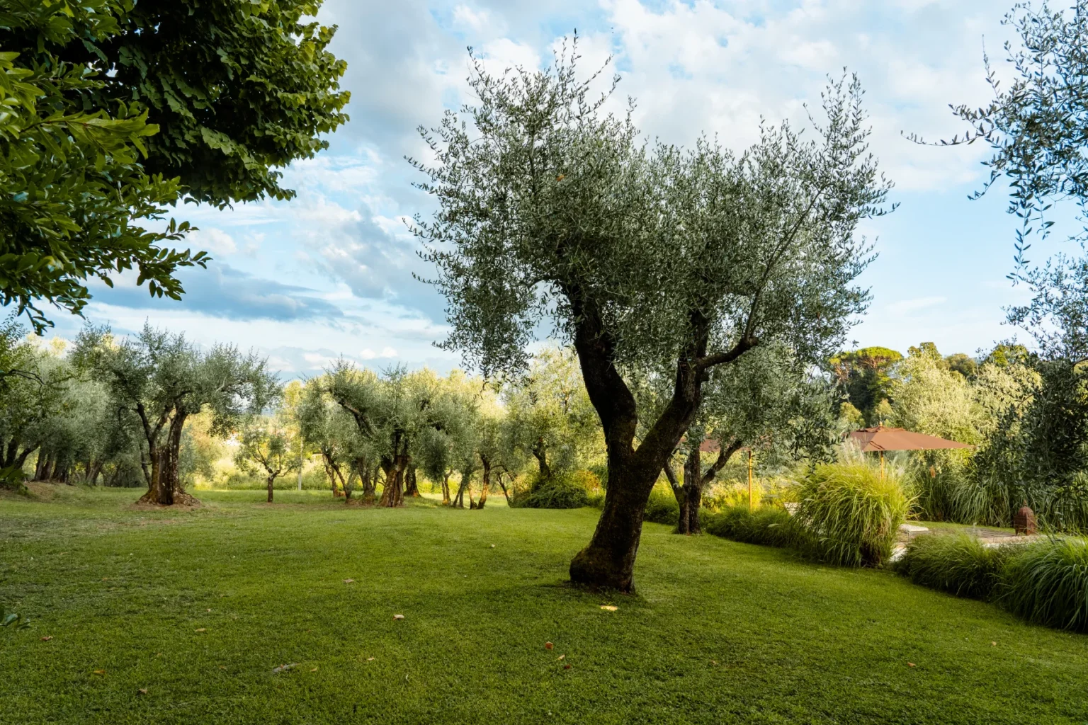 Olive trees in a lush green landscape under a partly cloudy sky, showcasing a serene garden setting with well-maintained grass and vibrant foliage. | Only on SopranoVillas